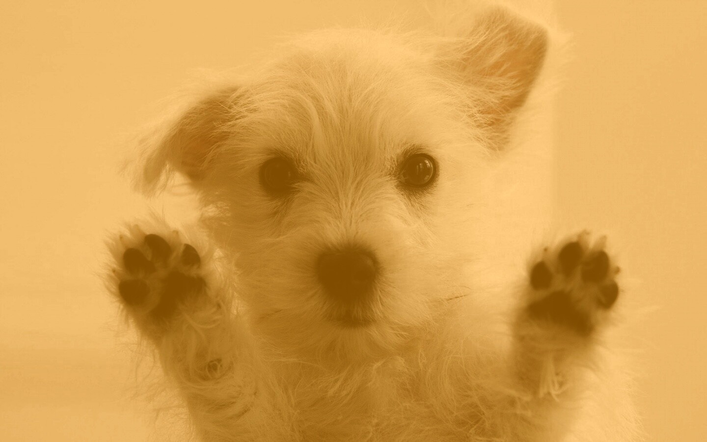 Белый любознательный щенок обои