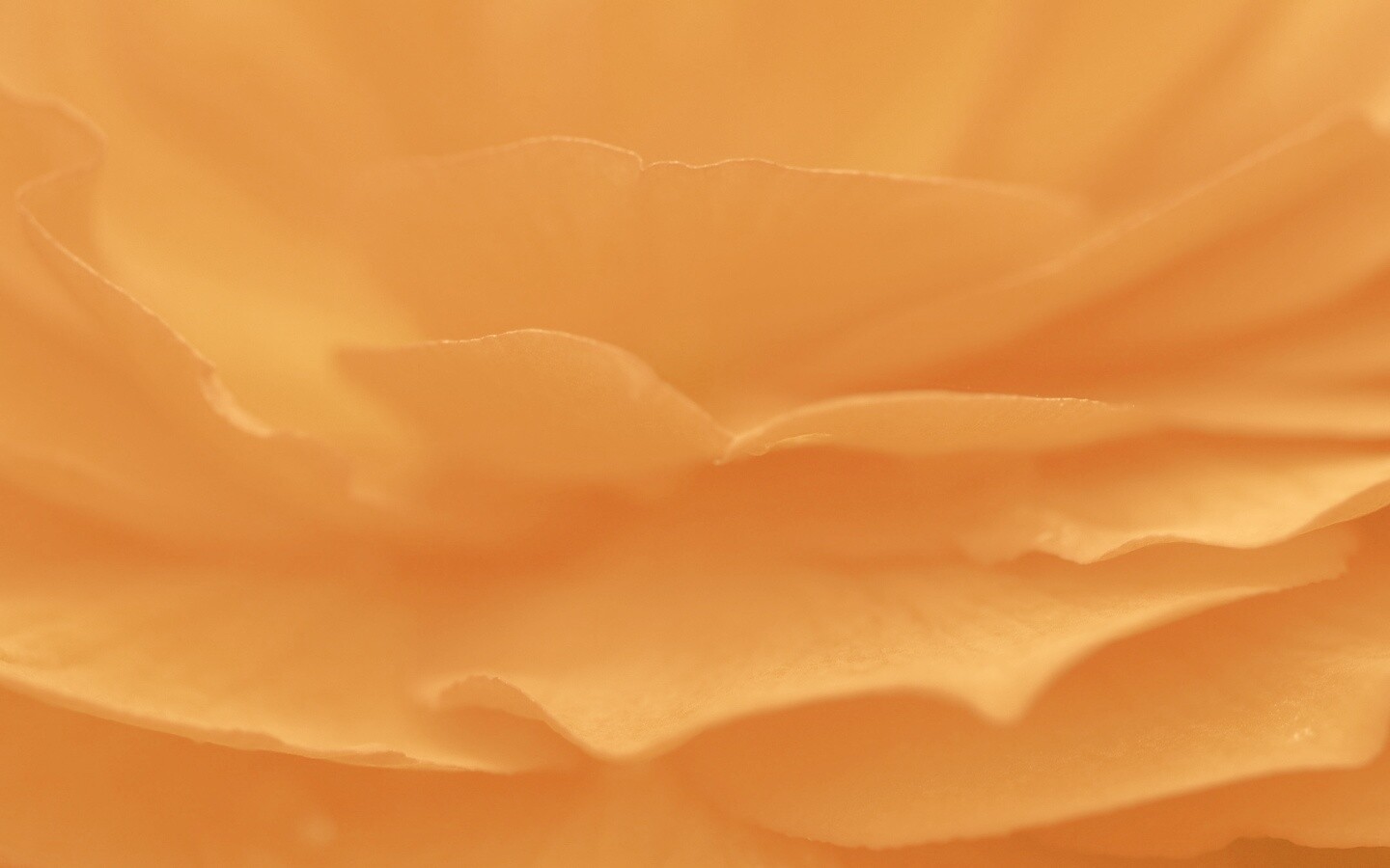 Лепестки красного цветка обои