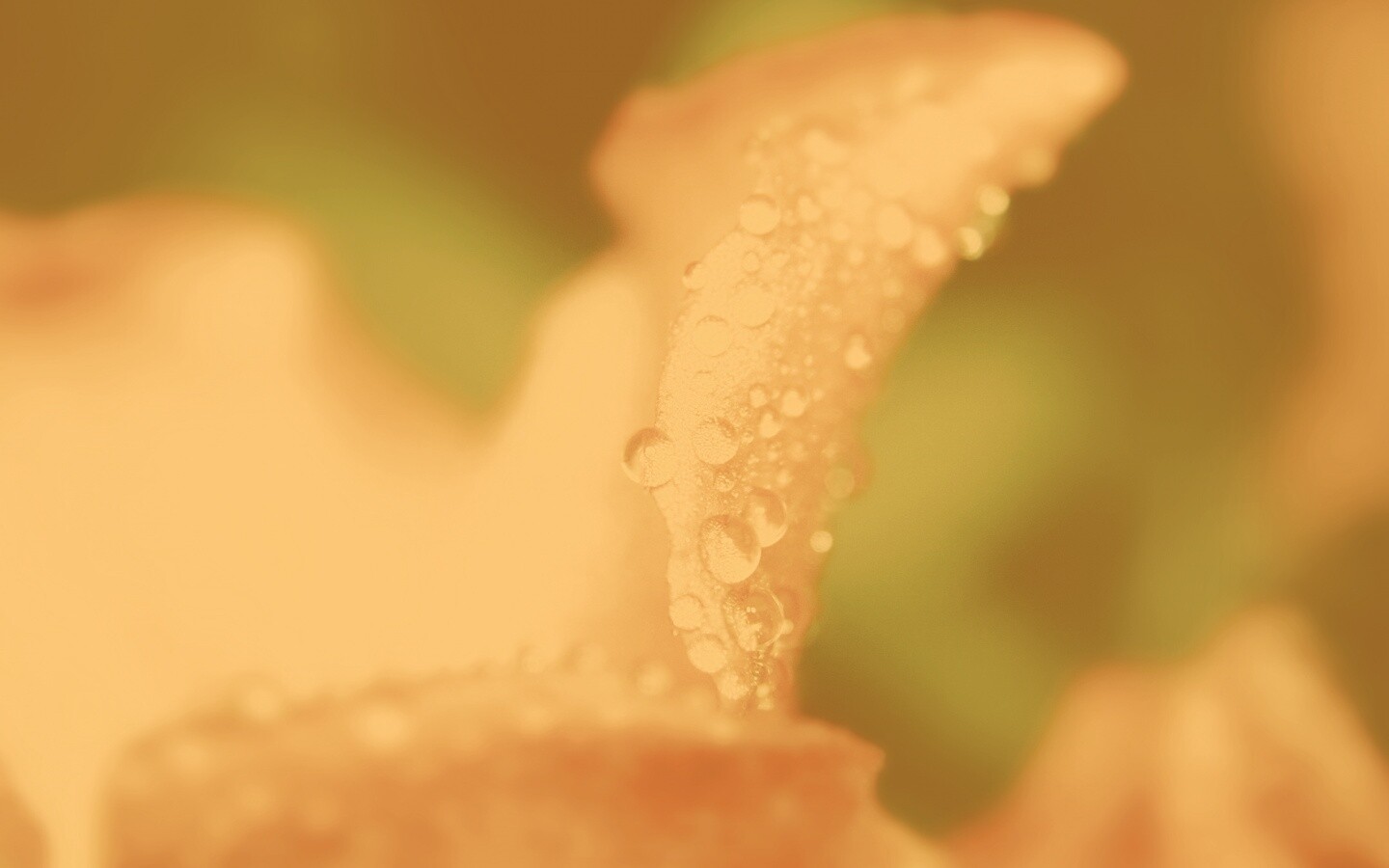 Капли росы на лепестке обои