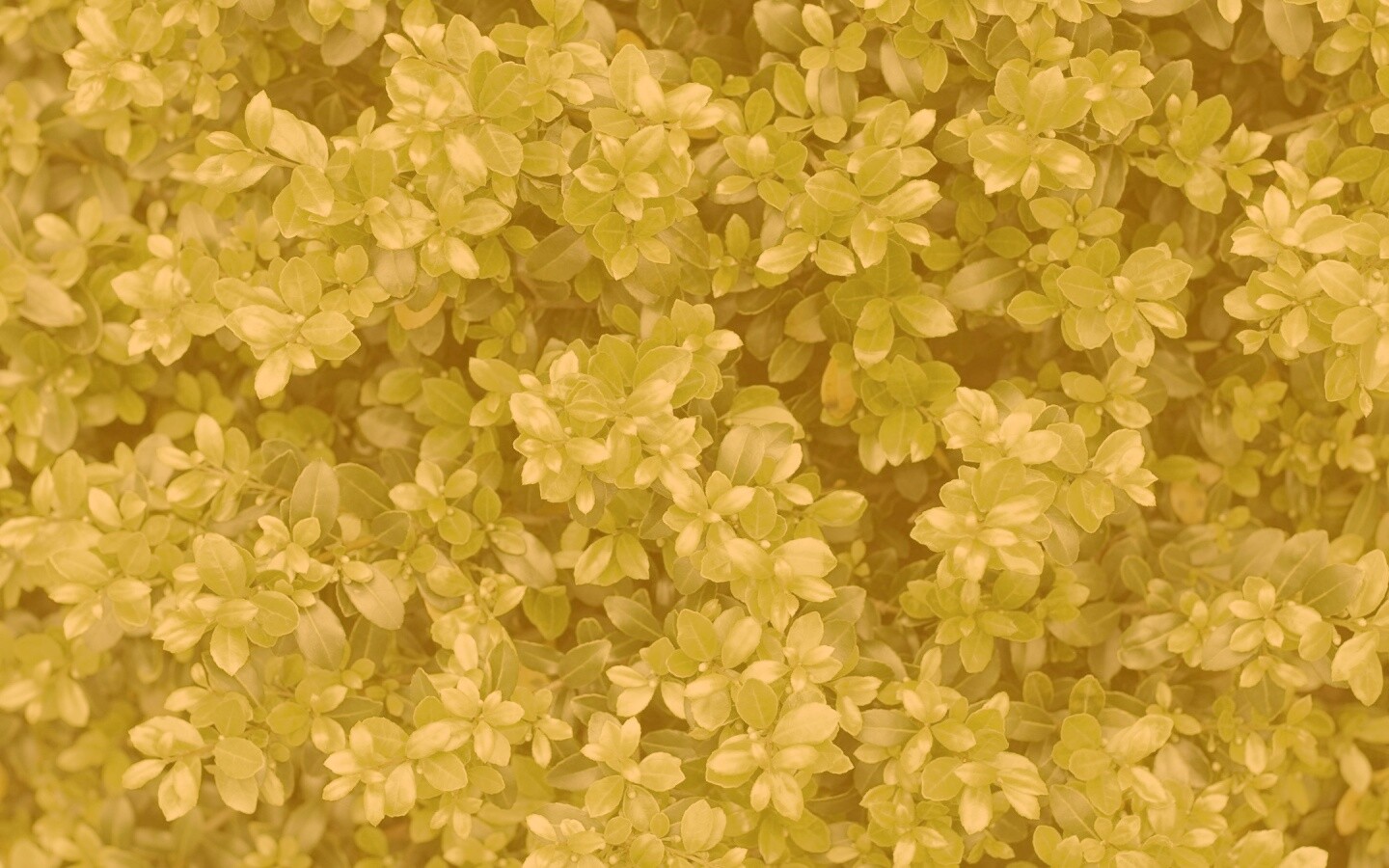 Густая листва обои