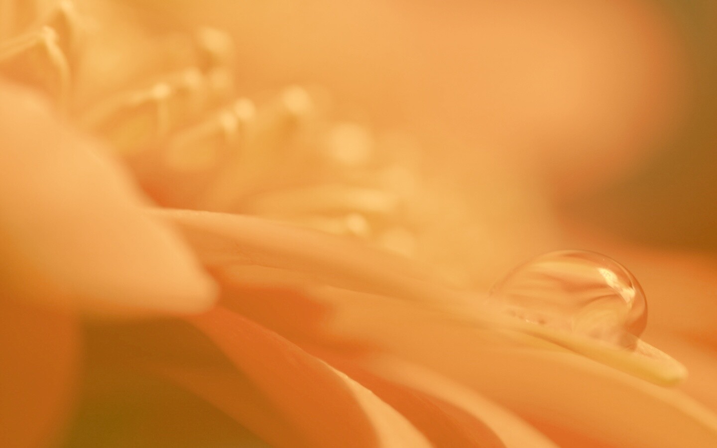 Пламенный цветок обои