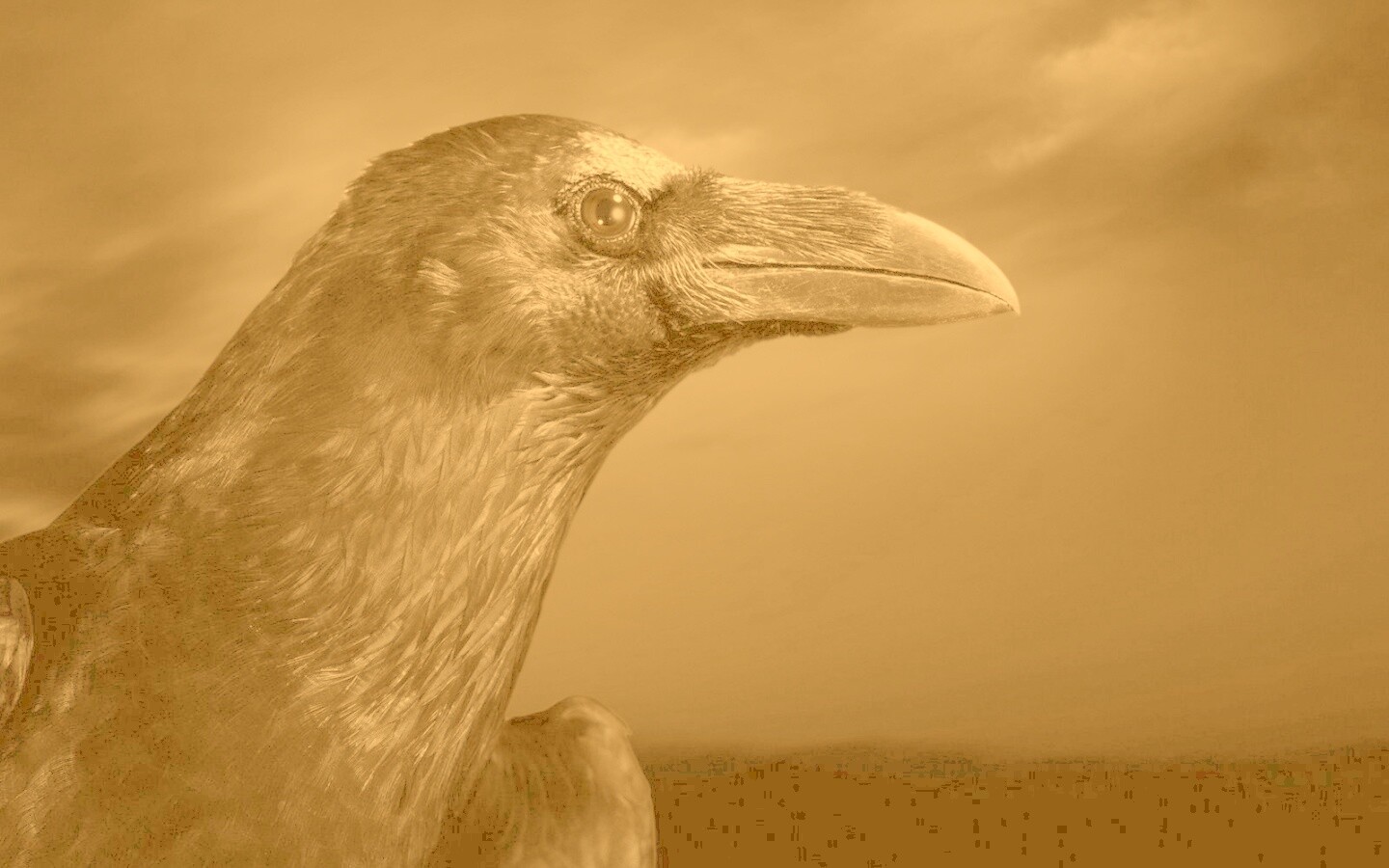 Ворон — гордая птица обои