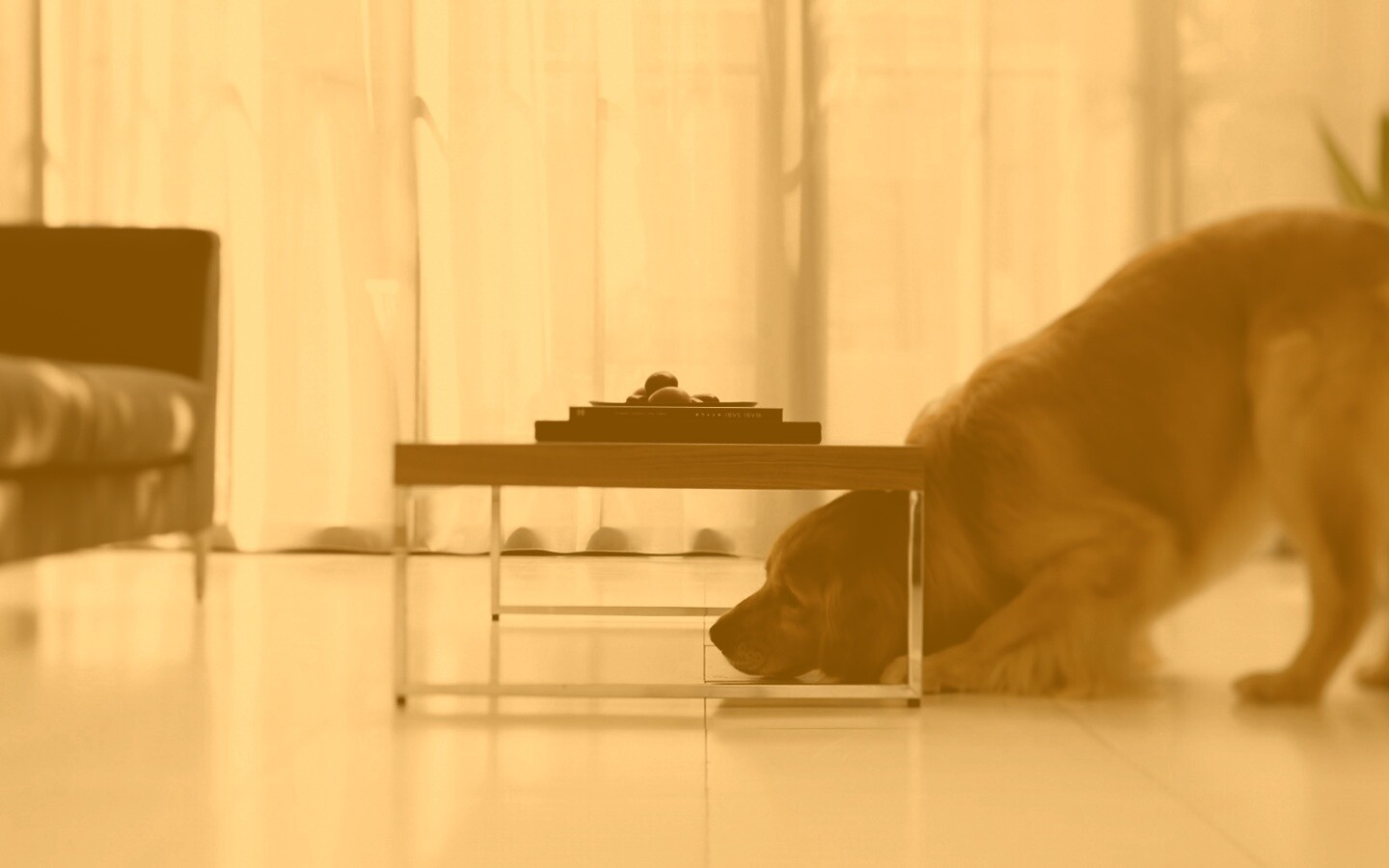 Большая собака под маленький столик обои