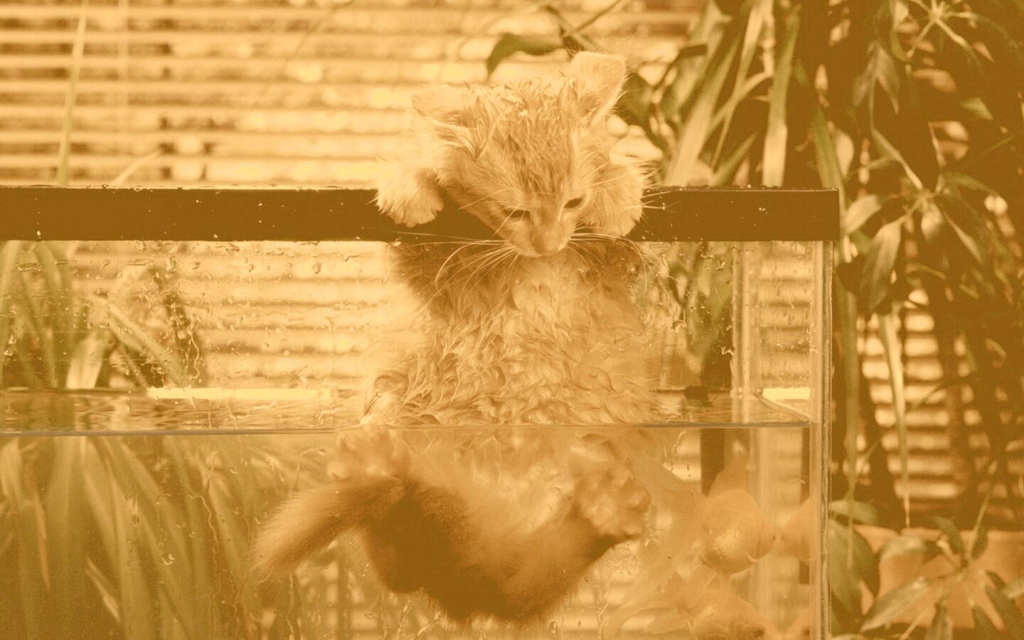 Мокрая киска обои