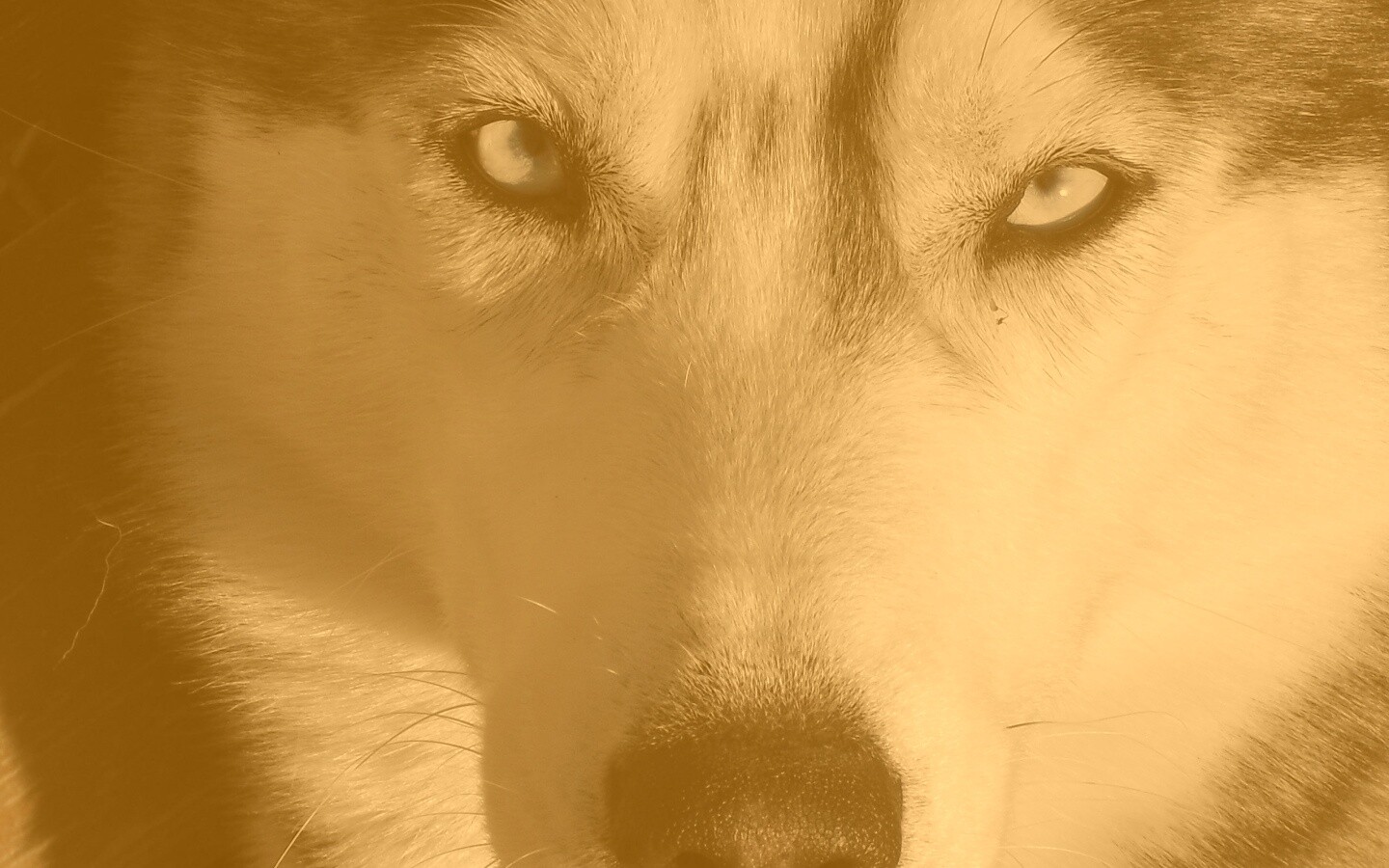 Собака с голубыми глазами обои