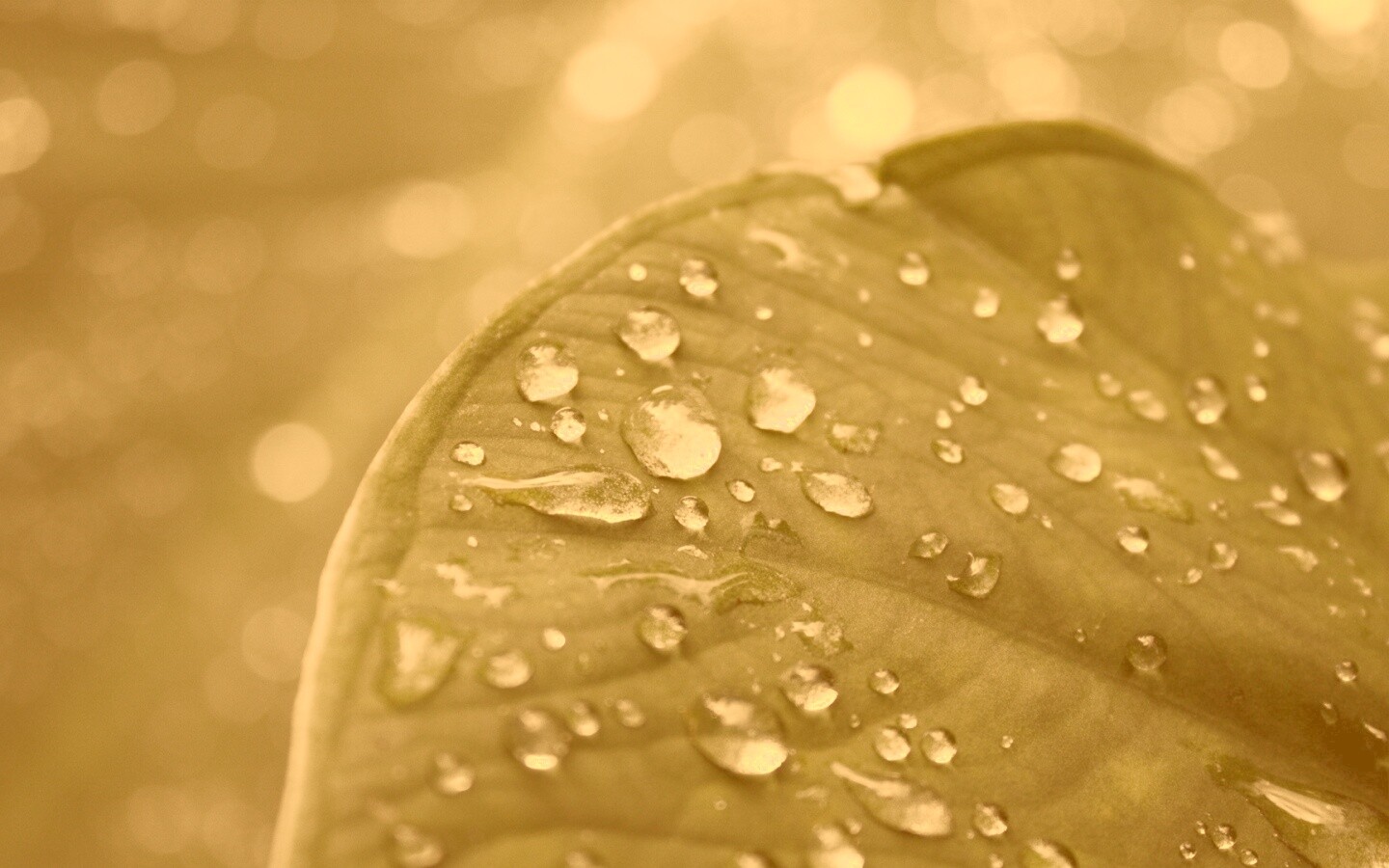Роса на листке обои