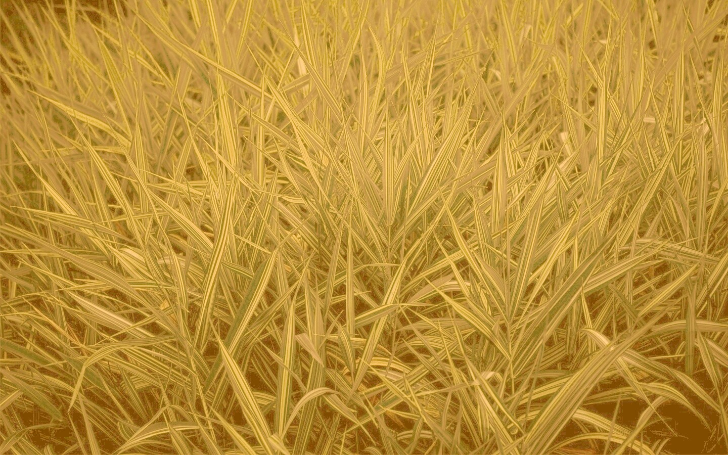 Дикая трава обои