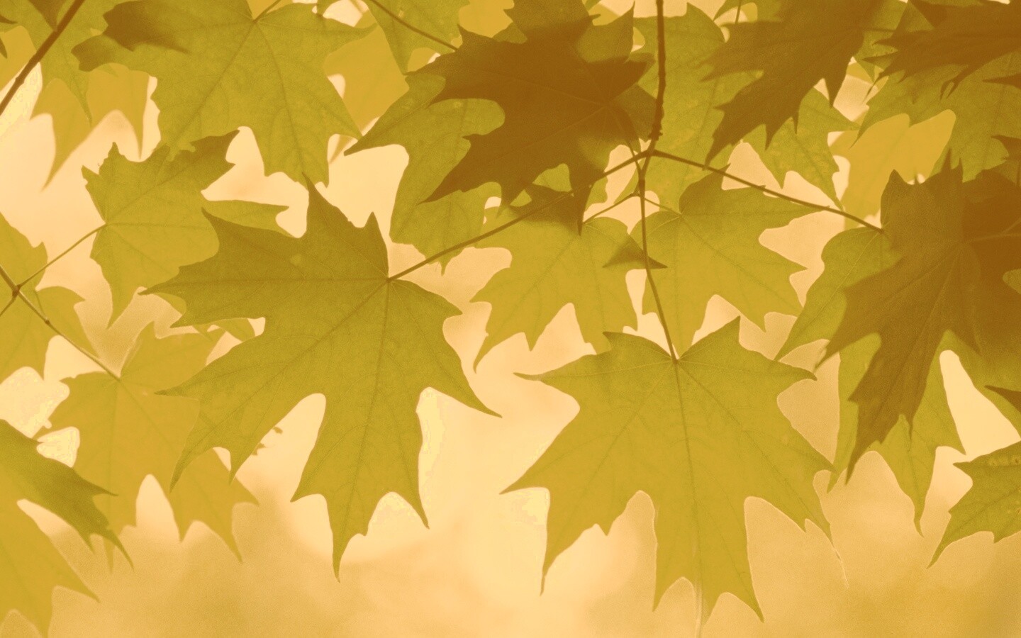 Кленовые листья обои