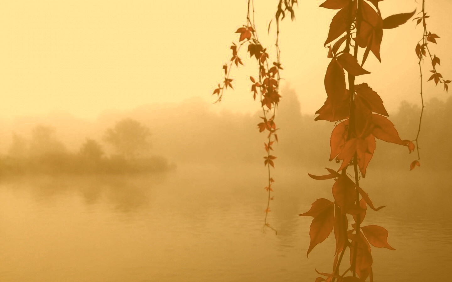 Ветви красного дерева обои