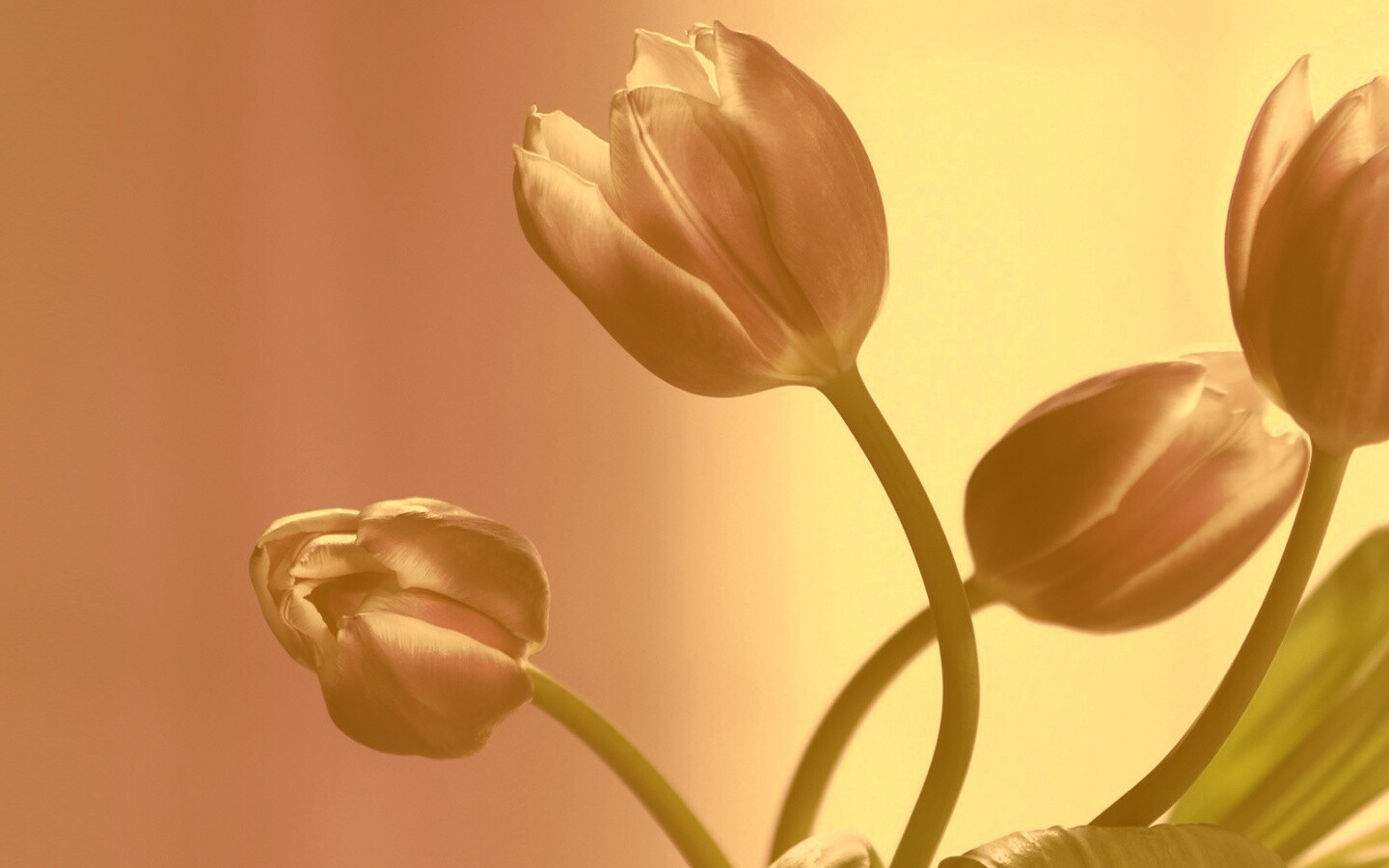 Сиреневые цветы обои