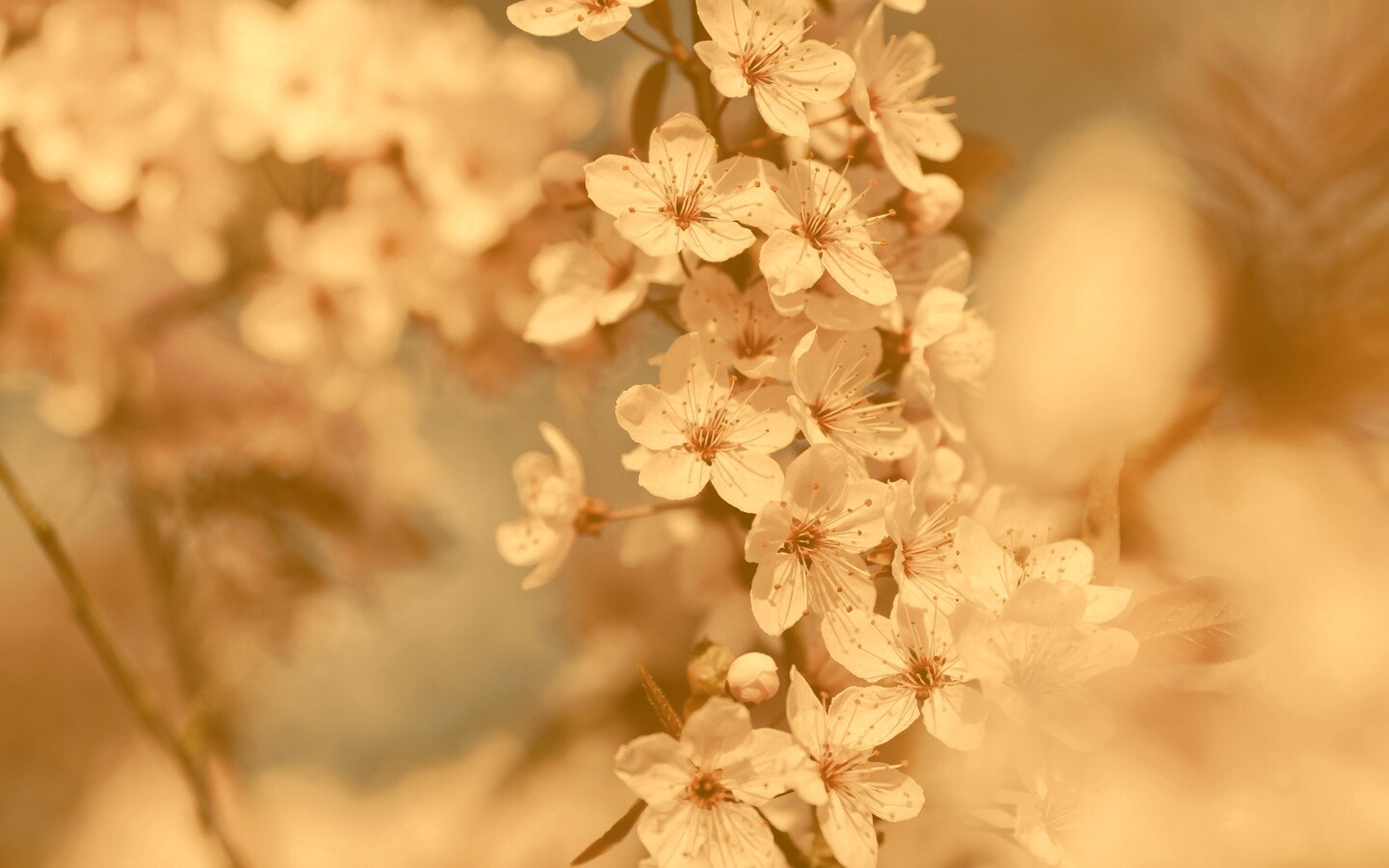 Цветение вишни обои