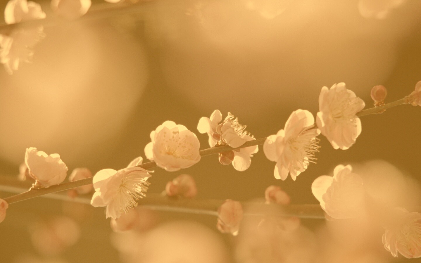 Цветущая вишня обои