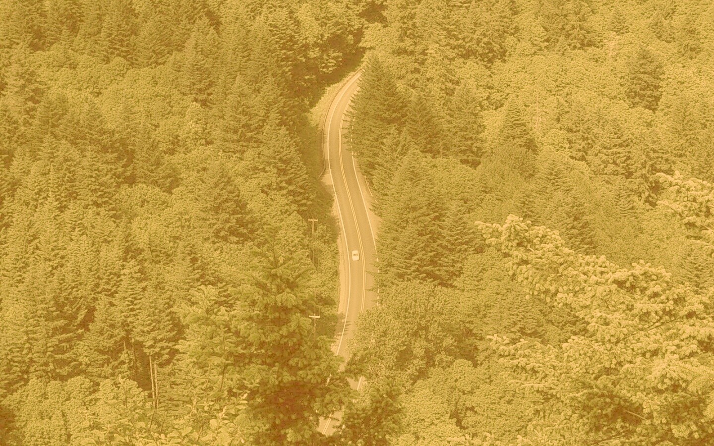 Лесная трасса обои