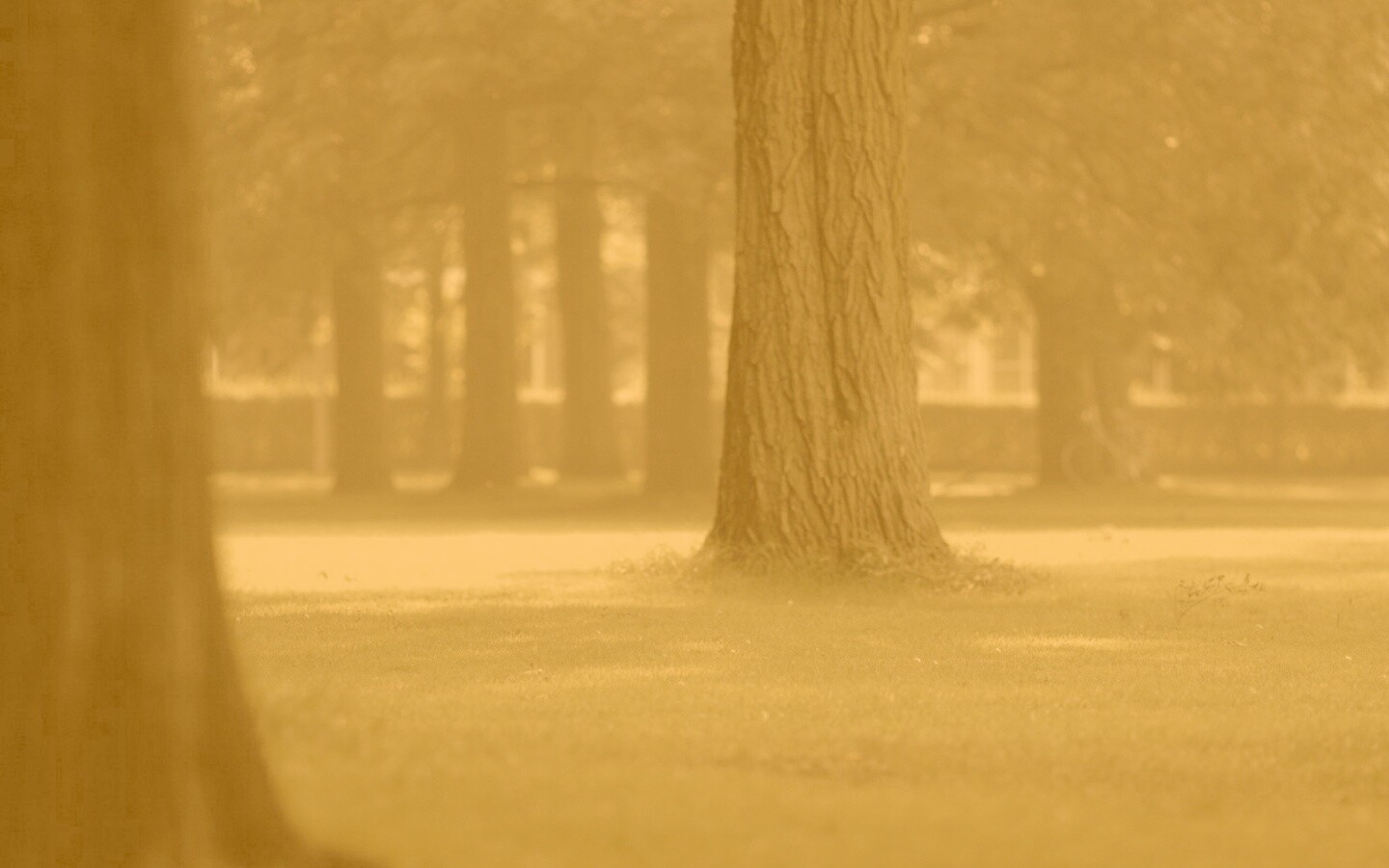 Ствол дерева обои