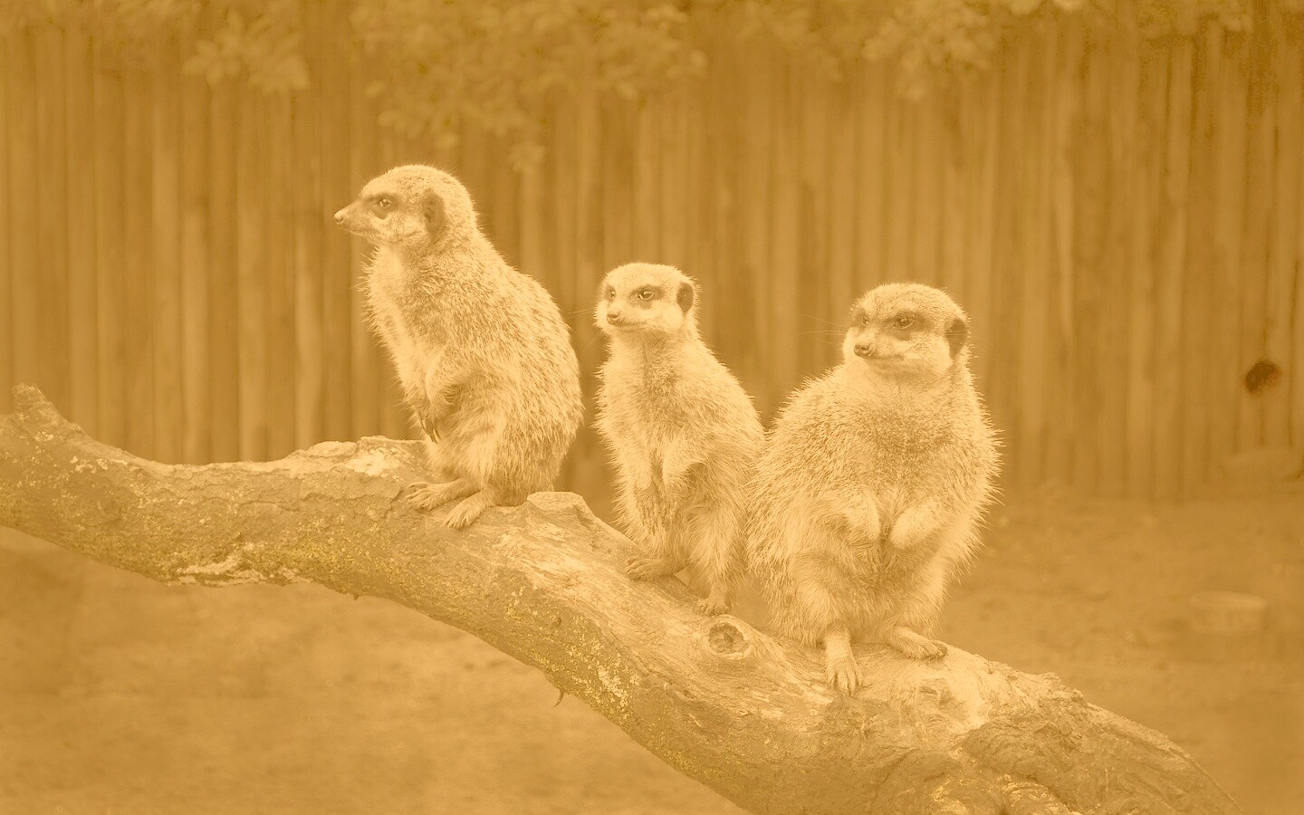 В дозоре обои