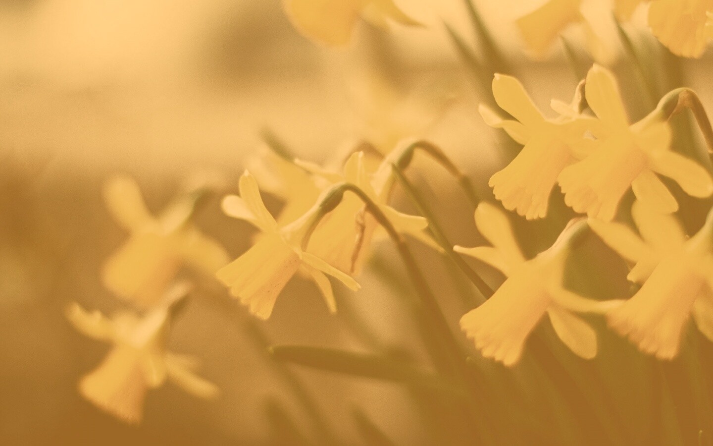 Нарциссы обои