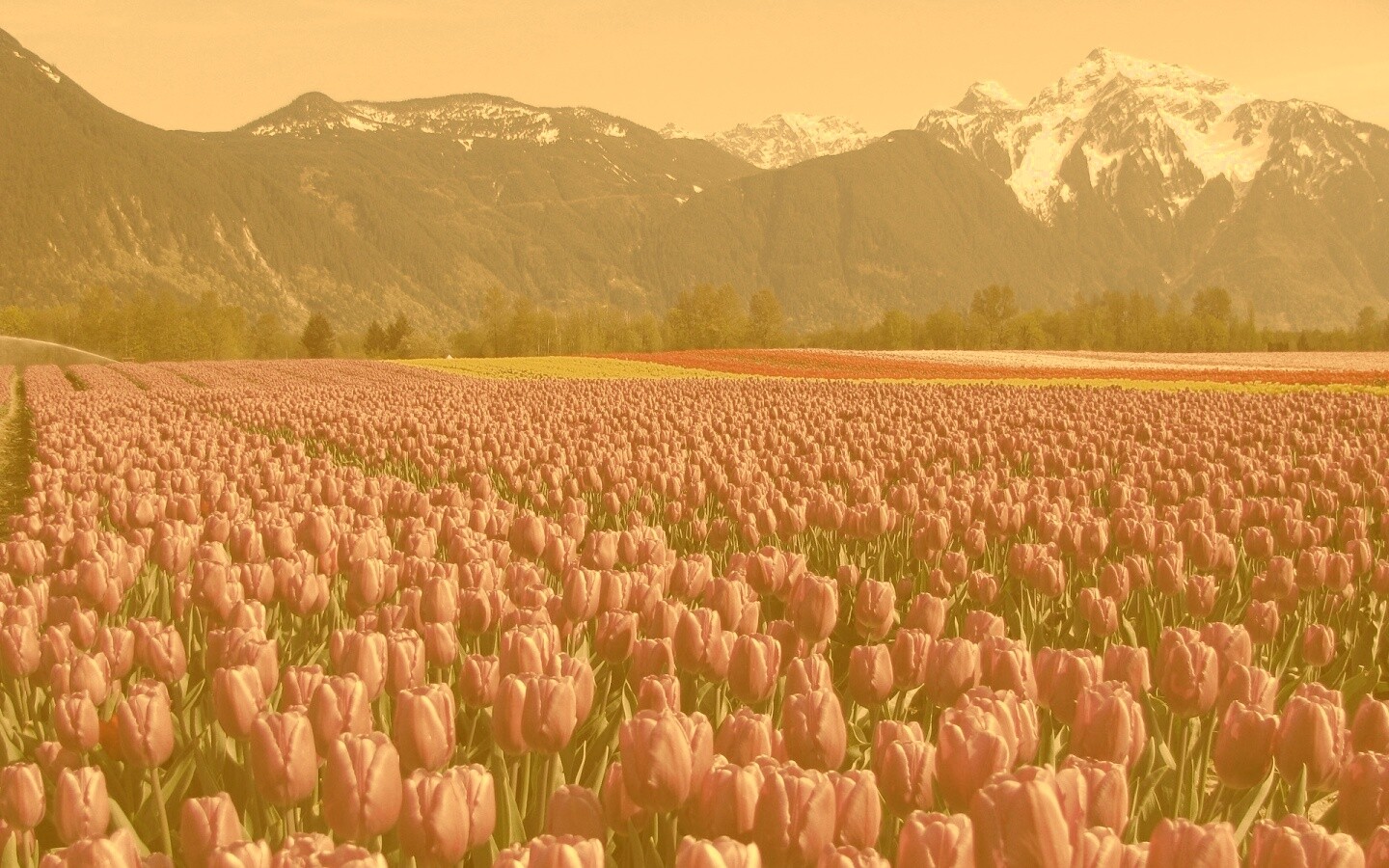 Поле тюльпанов обои