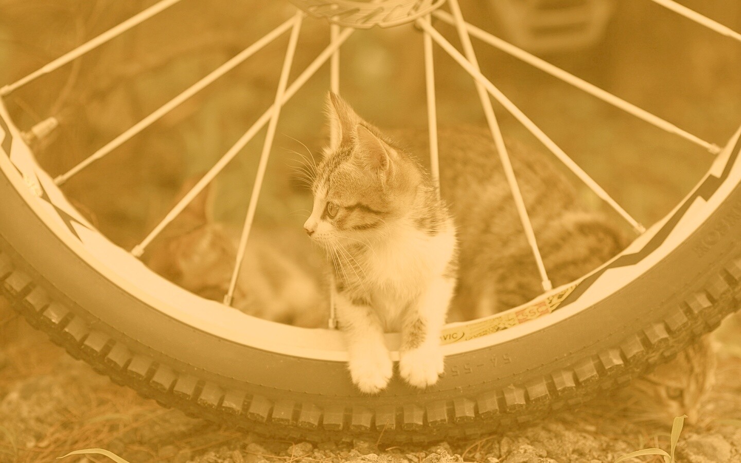 Маленький котенок обои