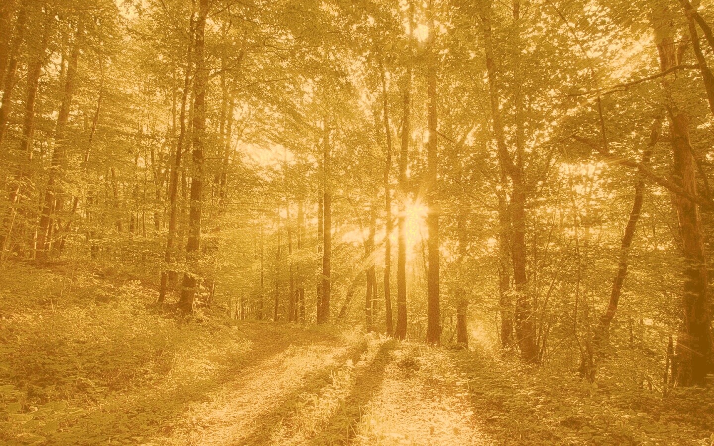 Свет сквозь деревья обои