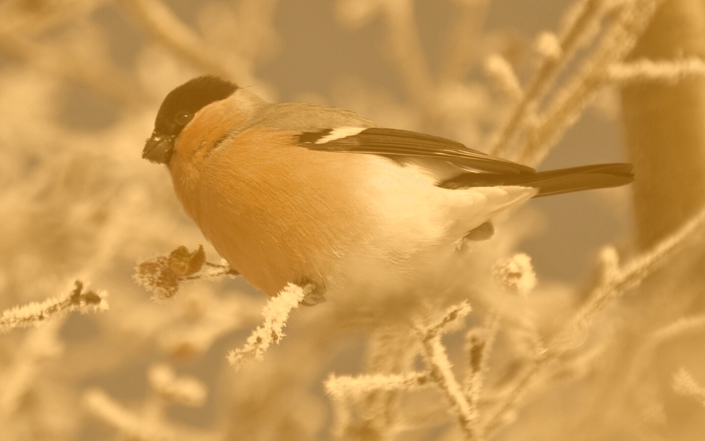 Снегирь на ветке обои