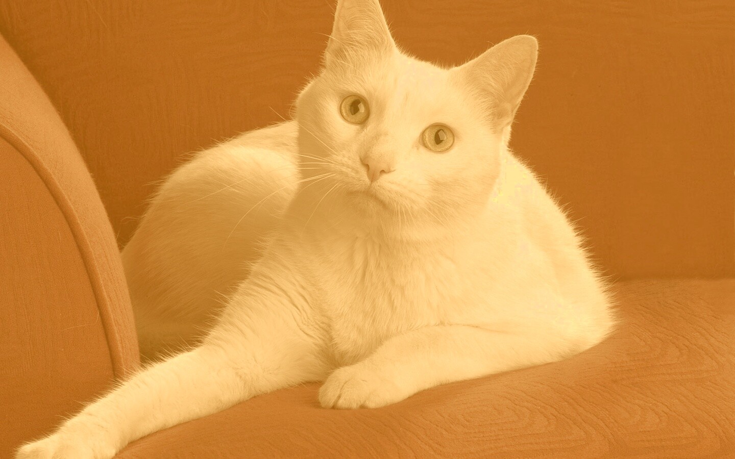 Белой кот на красном диване обои