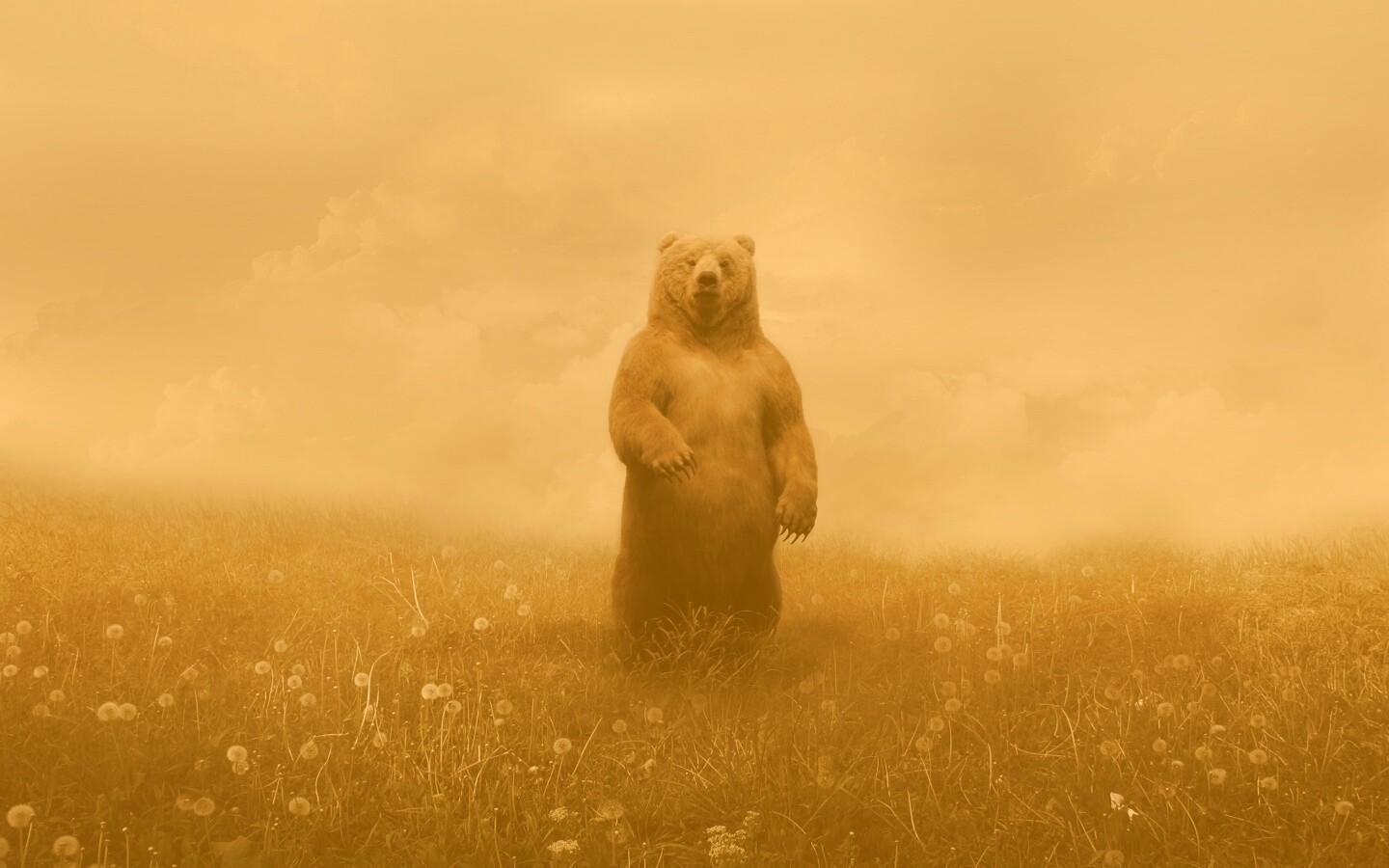 Медведь в одуванчиковом поле обои