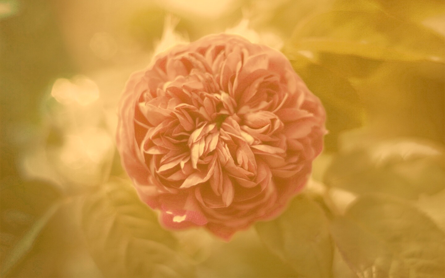 Клевер крупным планом обои