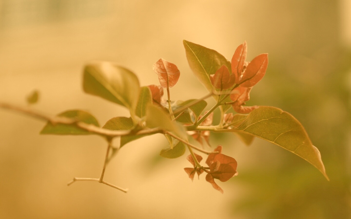 Разноцветные листья обои