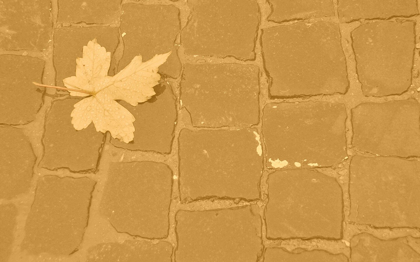 Упавший лист на мостовой обои