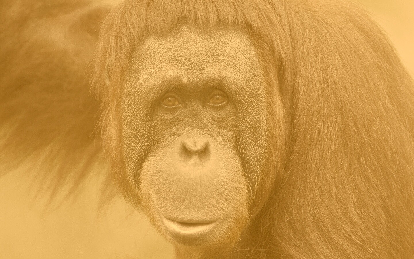 Орангутан обои