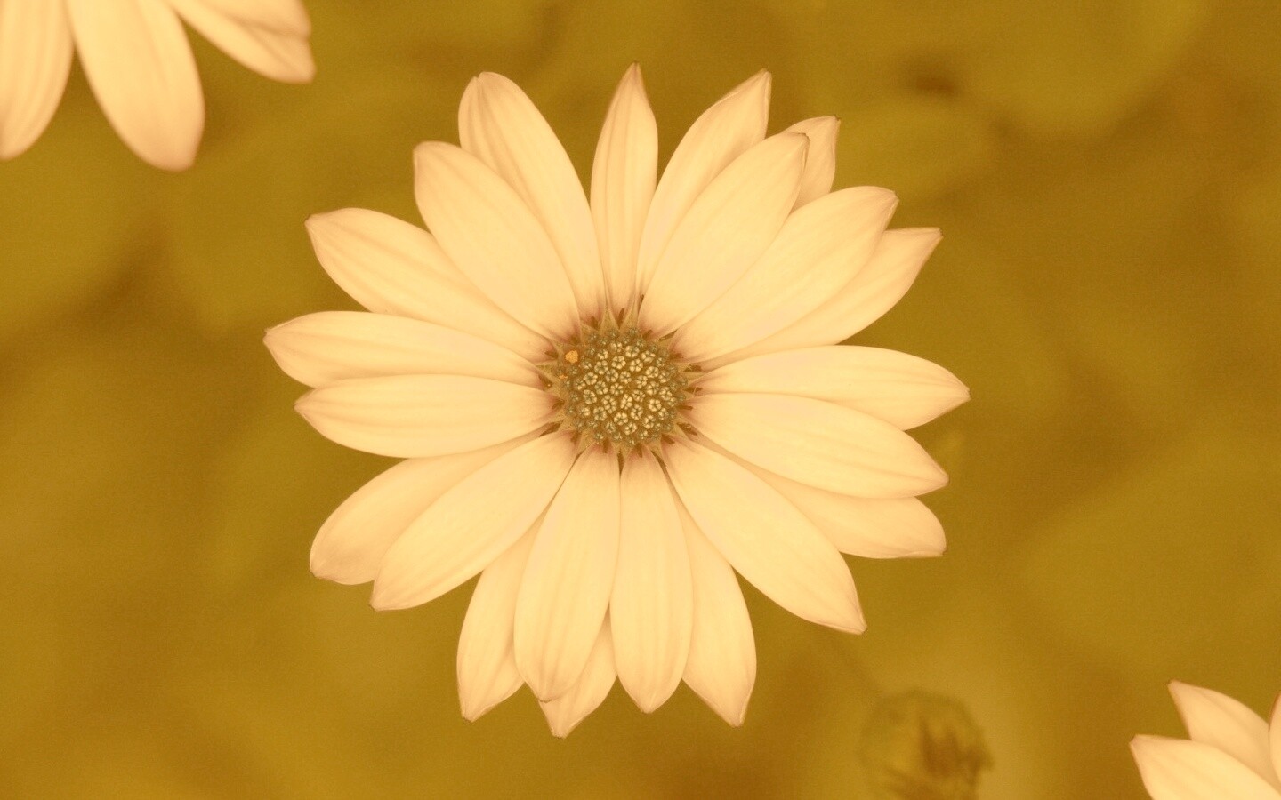 Макро фотография цветка обои