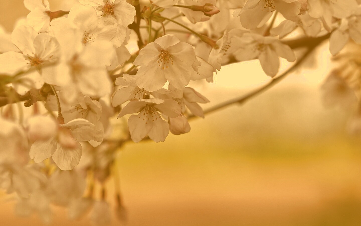 Цветение вишни обои