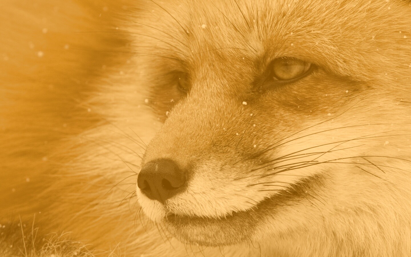 Морда рыжей лисы обои