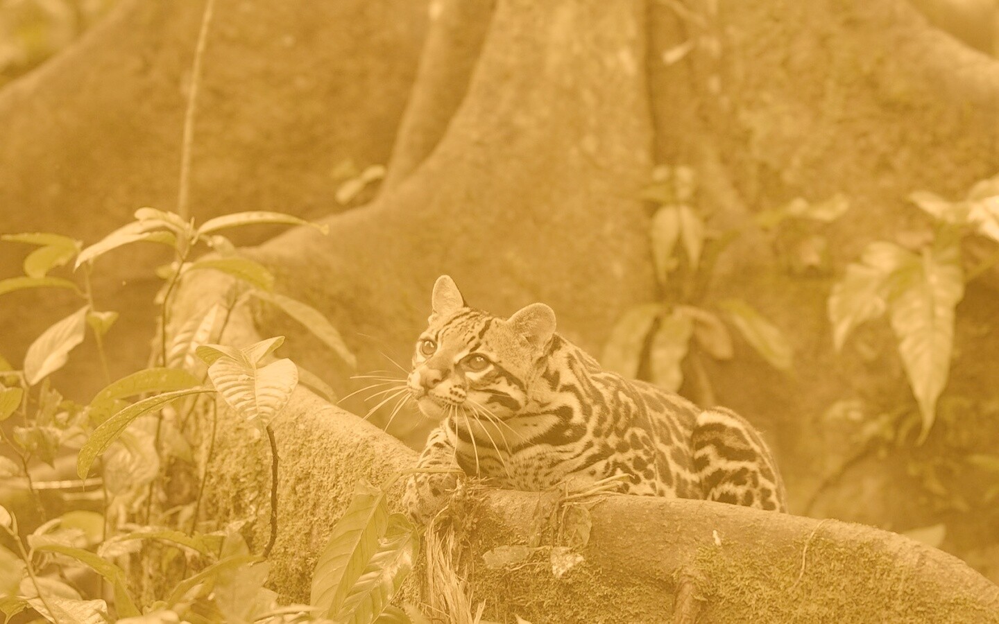 Оцелот обои