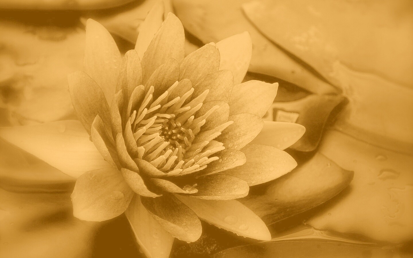 Кувшинка обои