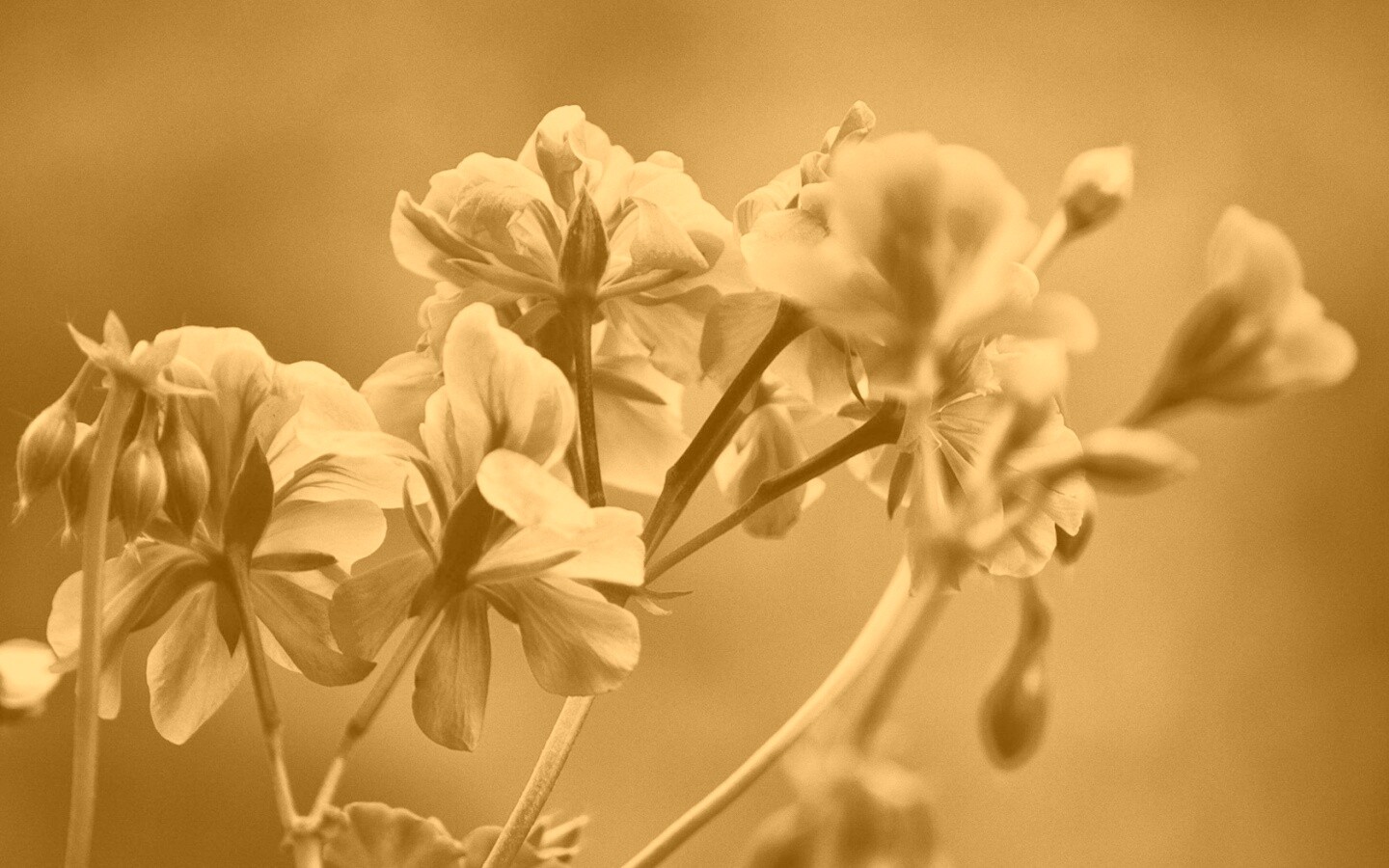 Чёрно-белое фото цветов обои