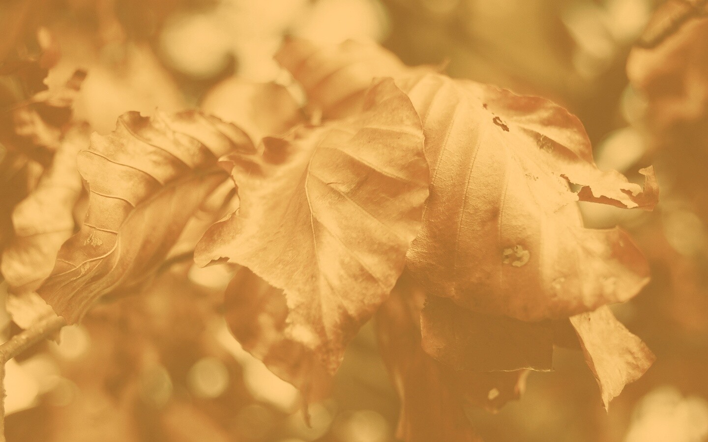 Засохший лист обои