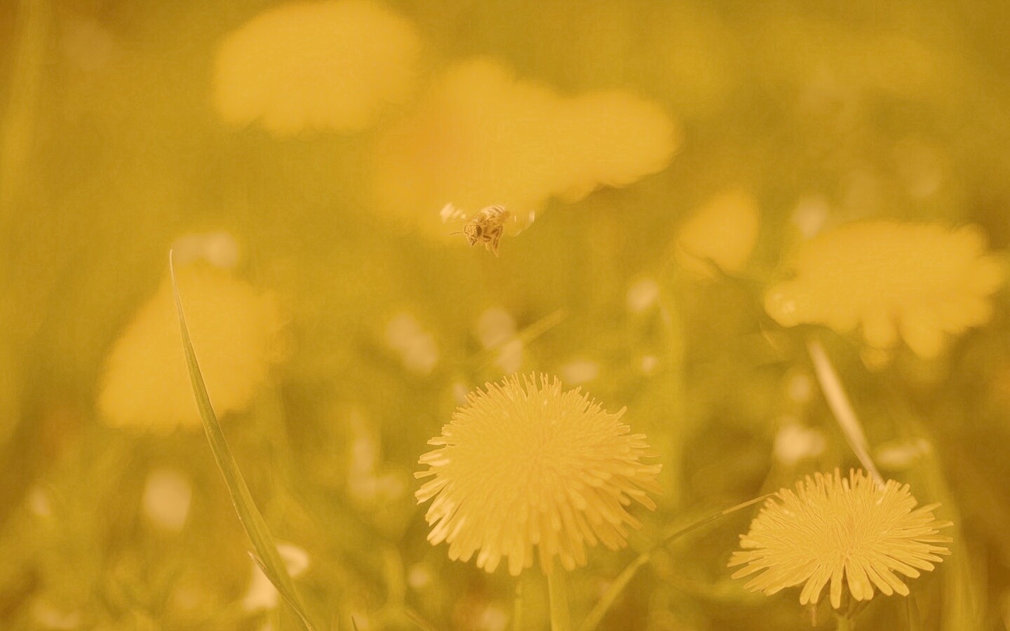 Пчёлка пролетает над одуванчиками обои