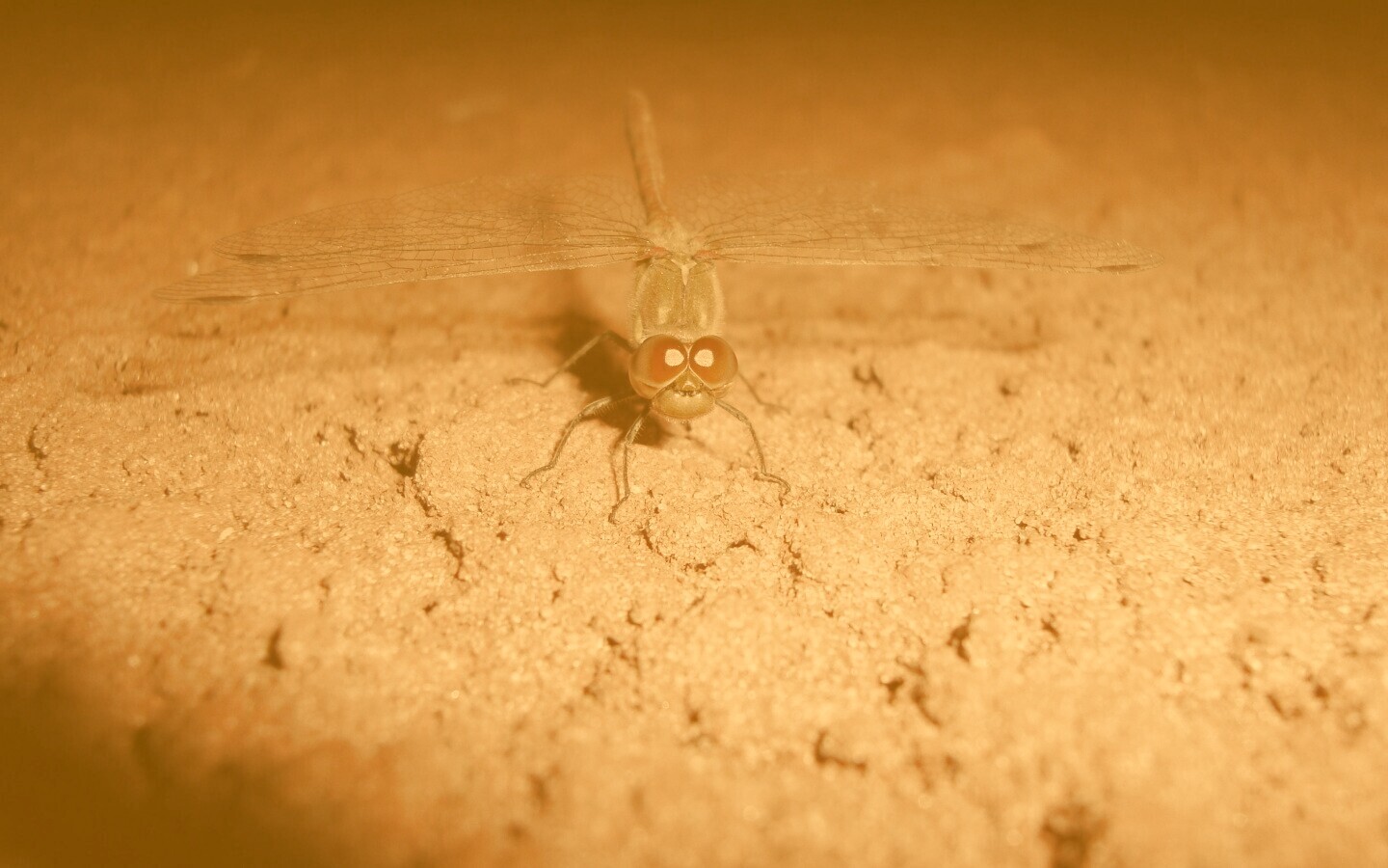 Стрекоза обои