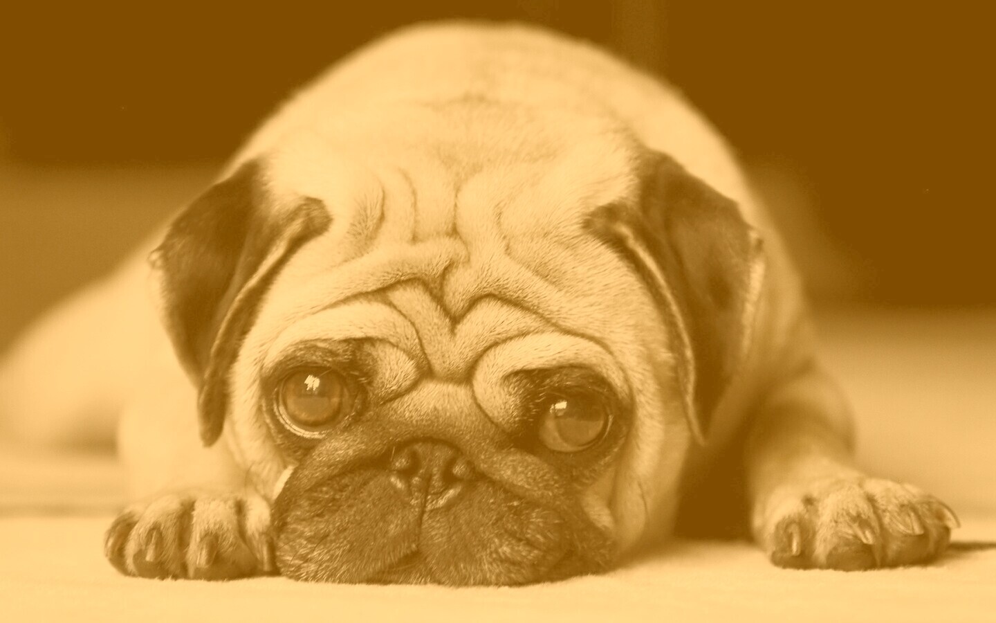 Мопс обои