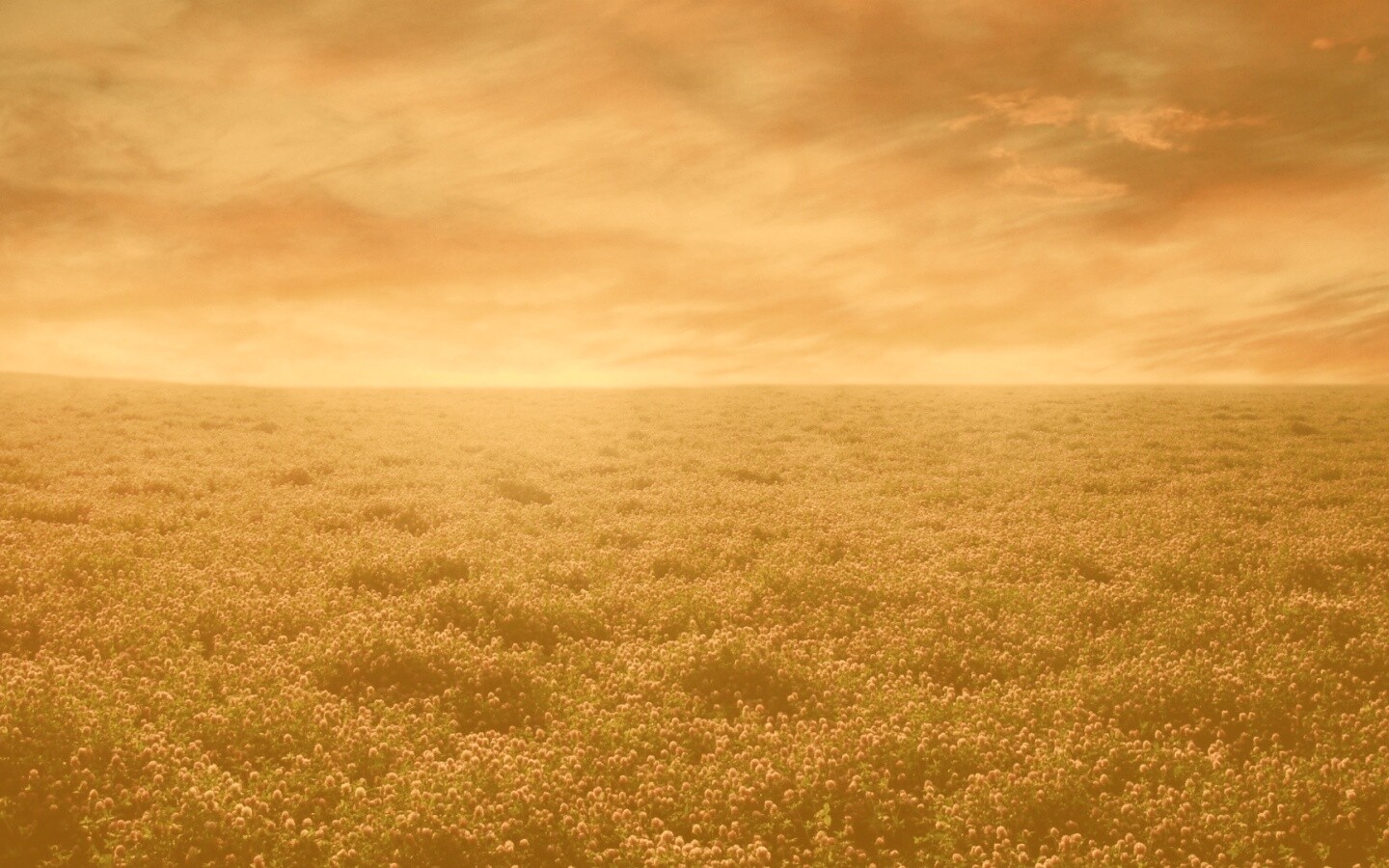 Закатное небо над цветочным полем обои