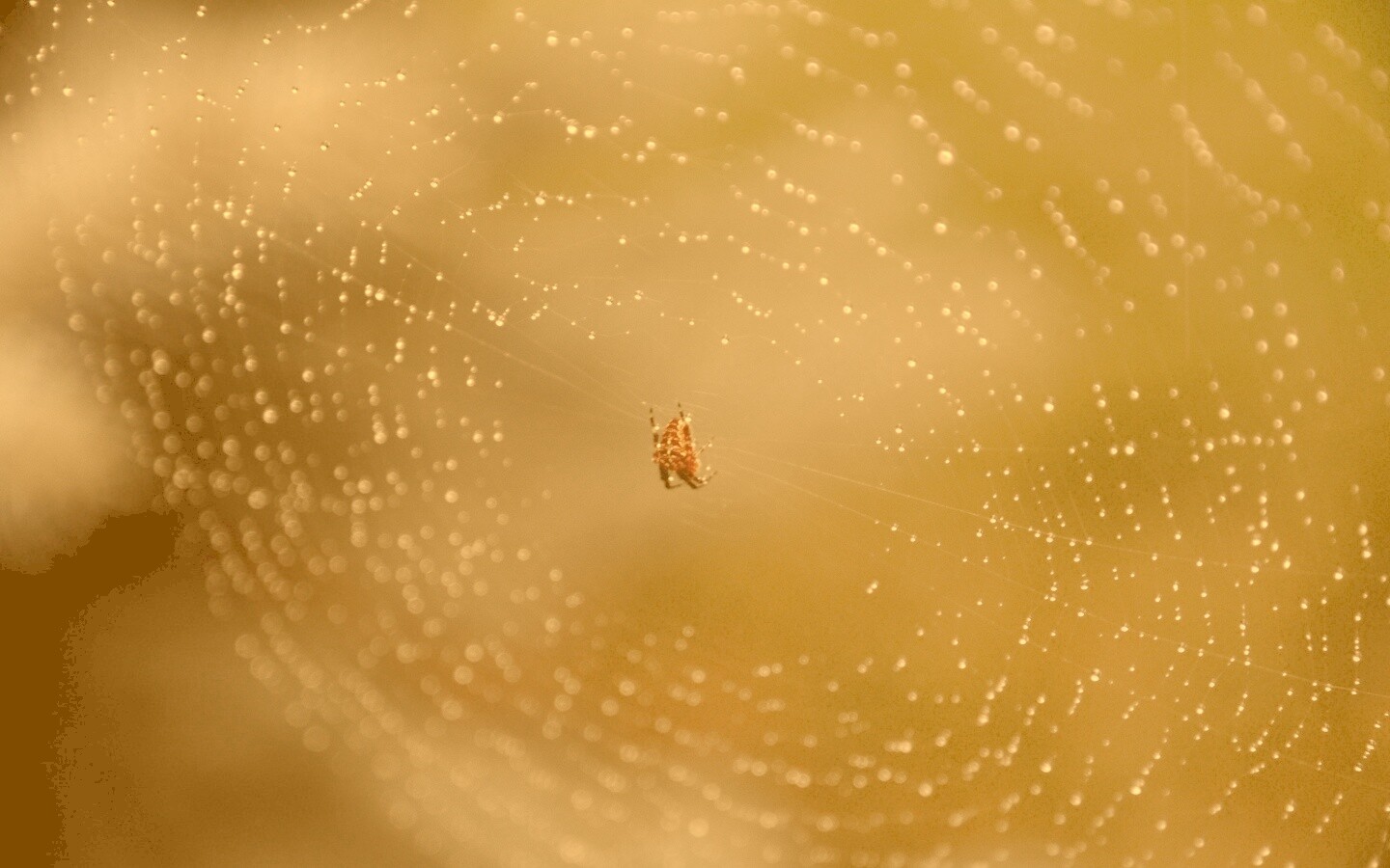 Паук на паутине обои