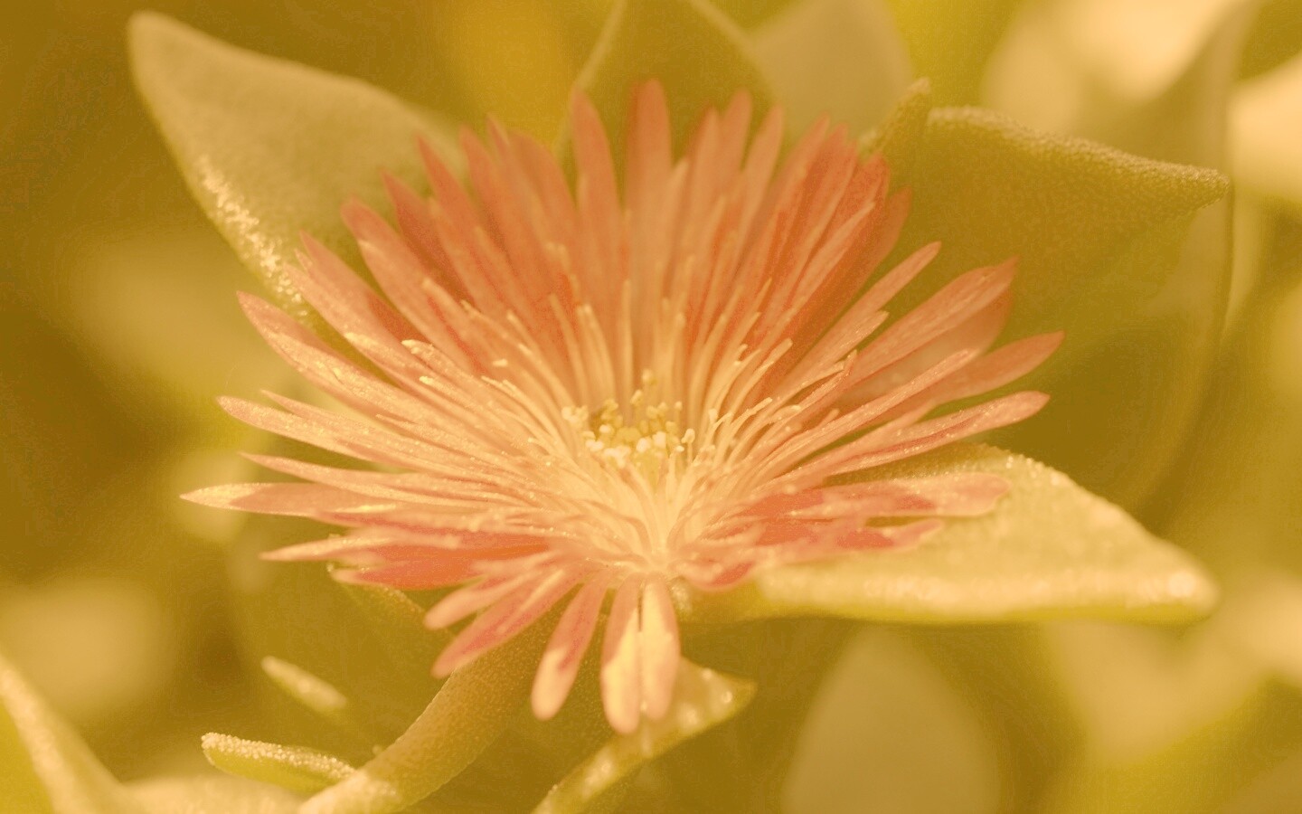 Чудесный цветок обои