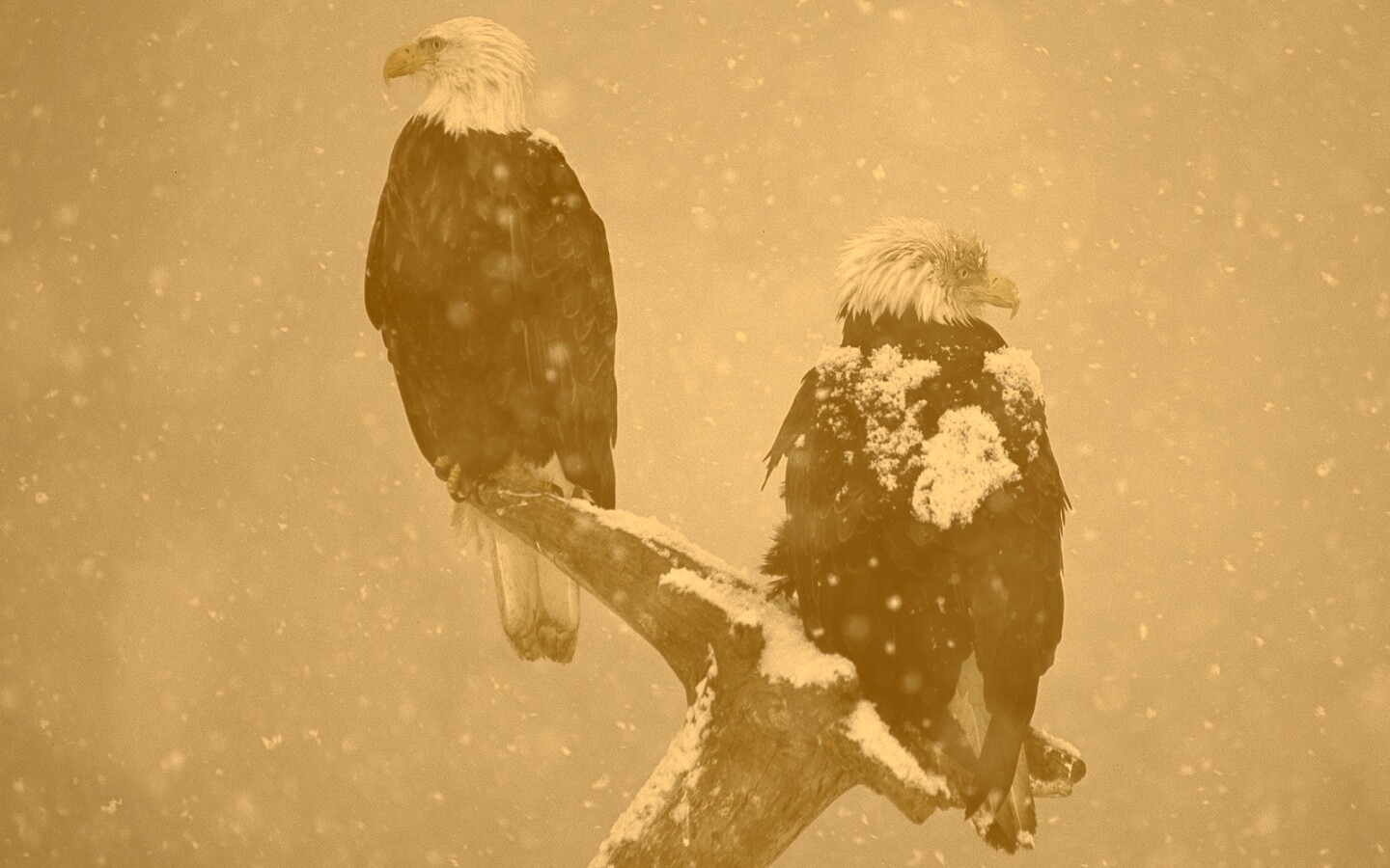 Орлы на ветке в снегопад обои