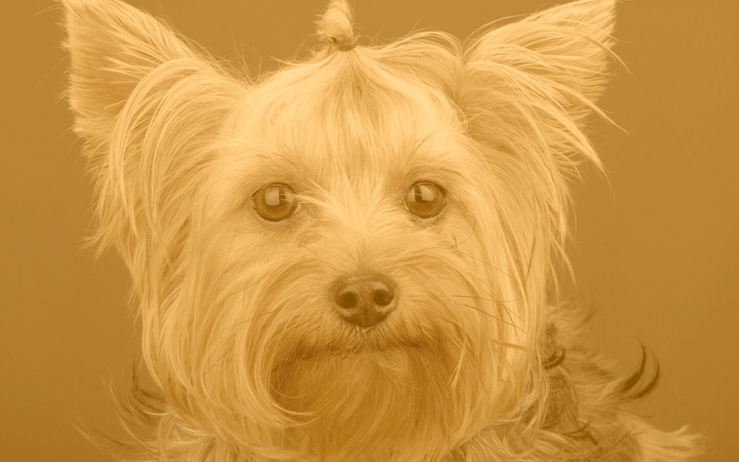 Йоркширский терьер обои