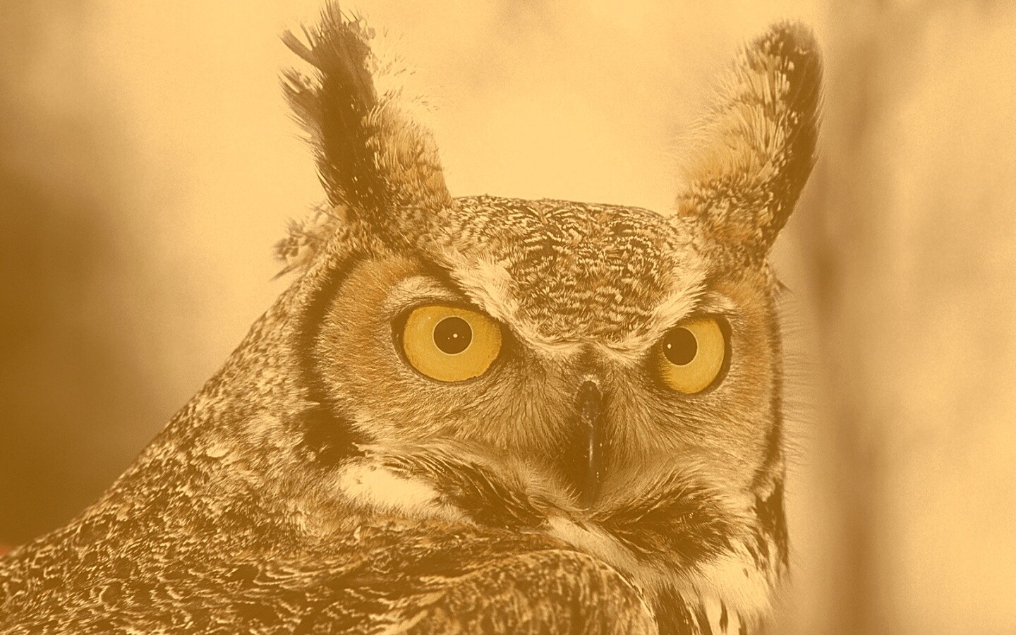 Орлиная сова обои
