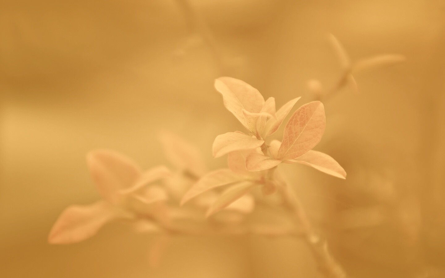 Красные листья на ветке обои