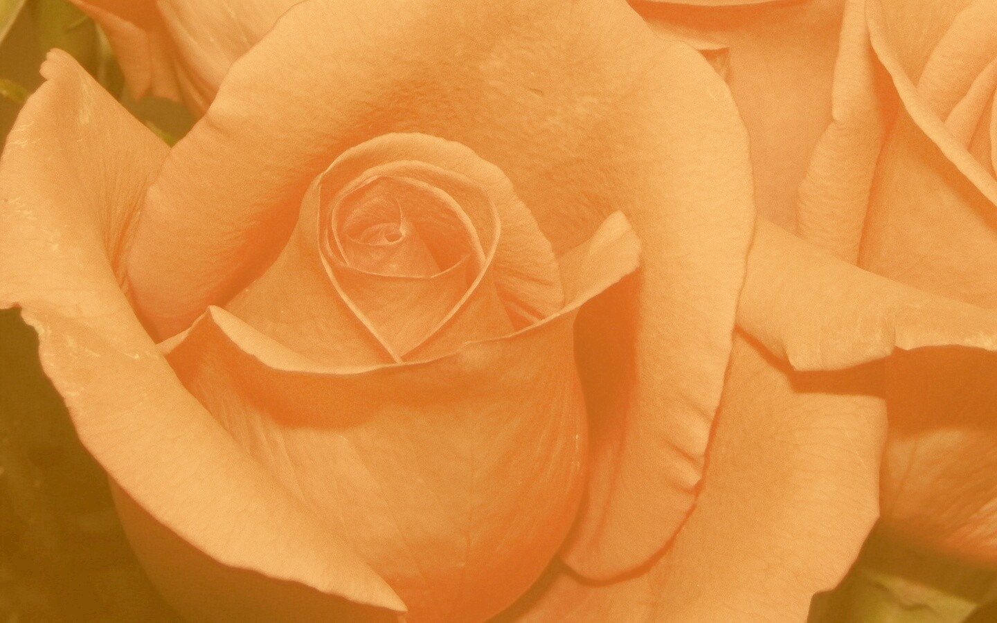 Бутон розы обои