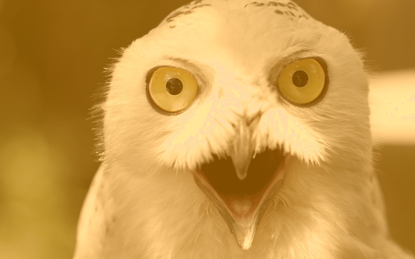 Сова в шоке! обои