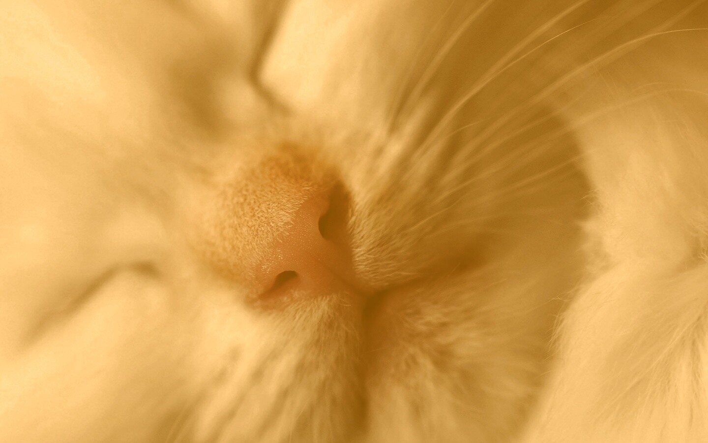 Кошачья мордочка обои